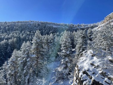 Güneşli bir günde dağlarda karla kaplı ağaçların panoramik manzarası.