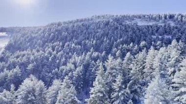 Güneşli bir günde dağlarda karla kaplı ağaçların panoramik manzarası