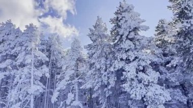 Güneşli bir günde dağlarda karla kaplı ağaçların panoramik manzarası