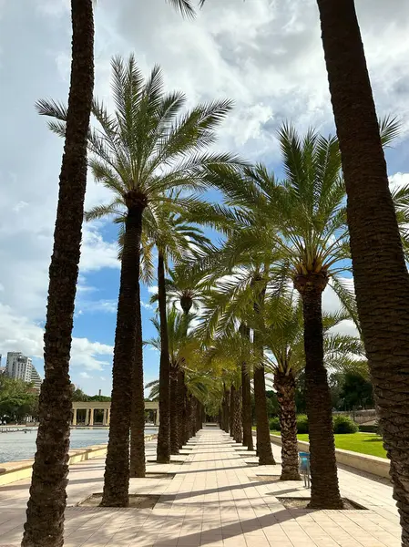 Valencia, İspanya 'da şehir parkındaki bir palmiye ağacı yolu ve güneşli gökyüzü..