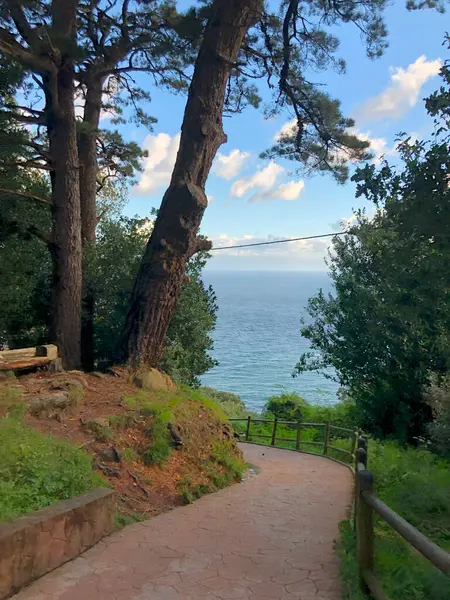 Bir parkta ya da deniz kıyısındaki bir ormanda yol.