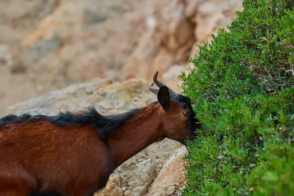 Kuru dağ arazisinde yeşil çalıların yanında kayalık yamaçta keçi otluyor..