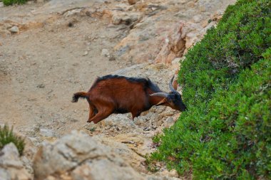 Kuru dağ arazisinde yeşil çalıların yanında kayalık yamaçta keçi otluyor..