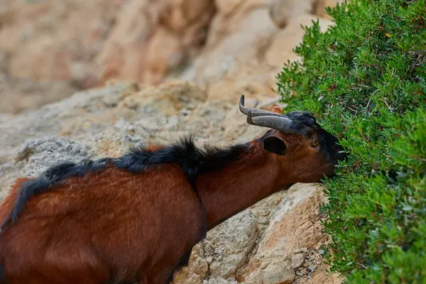 Kuru dağ arazisinde yeşil çalıların yanında kayalık yamaçta keçi otluyor..