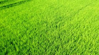 Yeni yetişmiş traktör izli yeşil pirinç tarlalarının havadan görüntüsü. Albufera Valencia, İspanya 'da tarımsal pirinç yetiştirme kavramı.