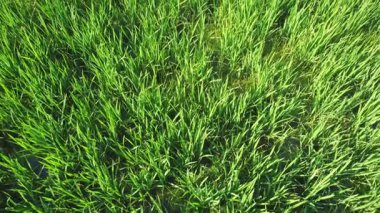 Yeni yetişmiş traktör izli yeşil pirinç tarlalarının havadan görüntüsü. Albufera Valencia, İspanya 'da tarımsal pirinç yetiştirme kavramı.