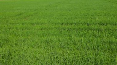 Güneşli bir günde yeşil pirinç tarlası. Albufera Valencia, İspanya 'da tarımsal pirinç yetiştirme kavramı.