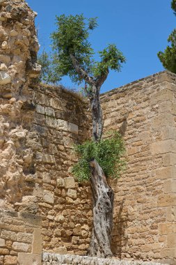 Denia Kalesi 'nin antik taş kalıntıları arasında büyüyen esnek bir ağaç doğayla İspanya' nın tarihi mimarisini harmanlıyor.