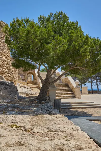 Denia Kalesi 'nin antik taş kalıntıları arasında büyüyen esnek bir ağaç doğayla İspanya' nın tarihi mimarisini harmanlıyor.