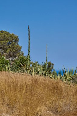 Agave bitkileri Akdeniz 'e bakan güneşli bir yamaçta altın kuru çimlerin üzerinde yükselir. Sahne, Güney İspanya 'nın tipik doğal güzelliklerini ve kuru kıyı bitkilerini yakalıyor..