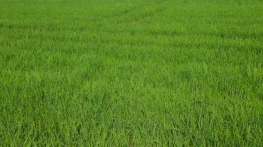 Güneşli bir günde yeşil pirinç tarlası. Albufera Valencia, İspanya 'da tarımsal pirinç yetiştirme kavramı.