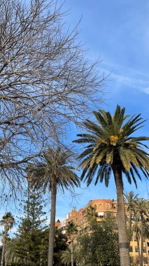 İspanya, Valencia 'da palmiye ağaçları ve tarihi binaların olduğu kış manzarası.