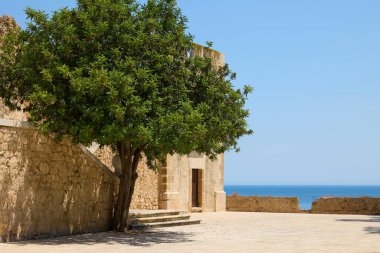 Denia Kalesi 'nin antik taş kalıntıları arasında büyüyen esnek bir ağaç doğayla İspanya' nın tarihi mimarisini harmanlıyor.