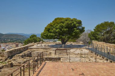 Denia Kalesi 'nin antik taş kalıntıları arasında büyüyen esnek bir ağaç doğayla İspanya' nın tarihi mimarisini harmanlıyor.