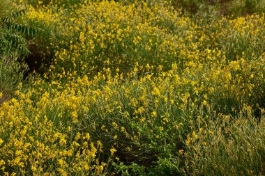 Sarı kır çiçekleri çiçek açmış..