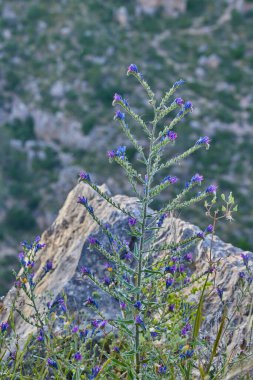 Bulanık yeşil vadi arka planına sahip kayalık bir uçurumda küçük mor çiçekli vahşi bir bitki..