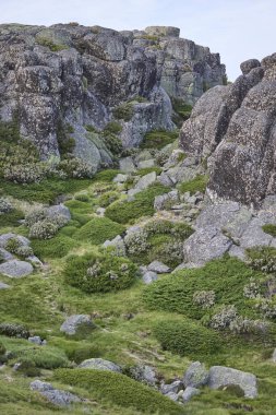 Büyük granit kayaları olan yeşil dağ yamacı.