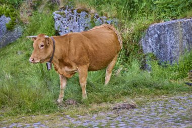 Kahverengi inek çan ile kayaların yanında çimlerin üzerinde duruyor.