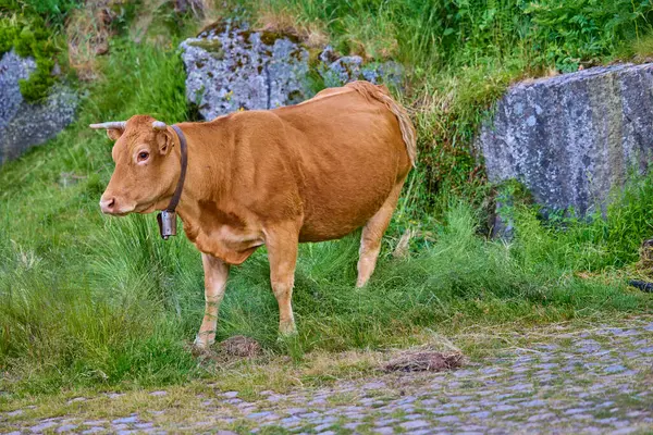 Kahverengi inek çan ile kayaların yanında çimlerin üzerinde duruyor.