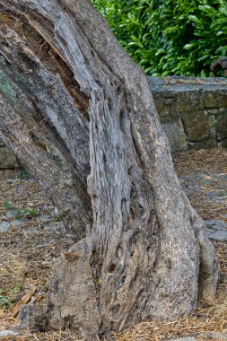 Eski desenli zeytin gövdesi.