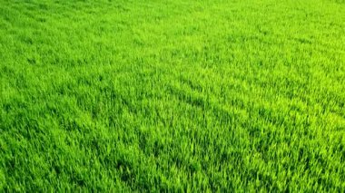 Yeni yetişmiş yeşil pirinç tarlalarının havadan görünüşü. Albufera Valencia, İspanya 'da tarımsal pirinç yetiştirme kavramı.