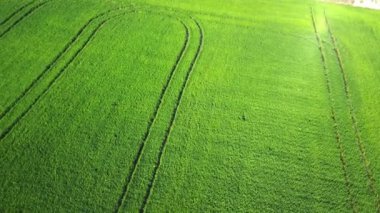 Albufera, Valencia, İspanya 'daki yeşil pirinç tarlalarının hava manzarası..