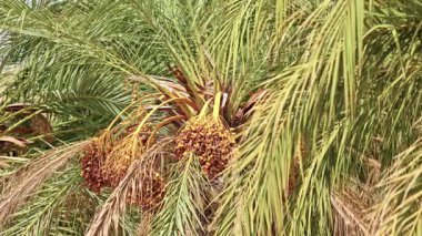 Birbirine girmiş kat kat tomurcukları olan olgun hurma ağaçları yetiştirdik;