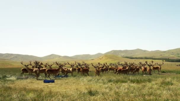 アルゼンチンのパタゴニアの赤い鹿 — ストック動画