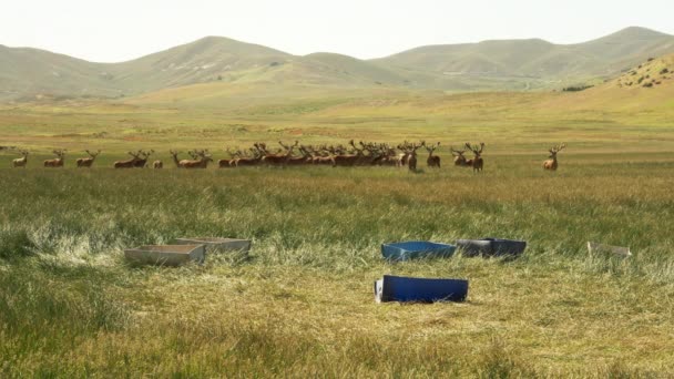 Red Deer Patagonia Argentina — Stock Video