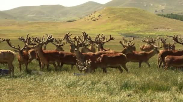 Cervo Rosso Patagonia Argentina — Video Stock