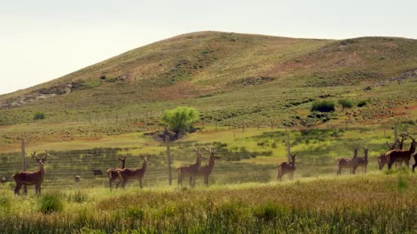 Ciervo Rojo Patagonia Argentina — Vídeo de stock