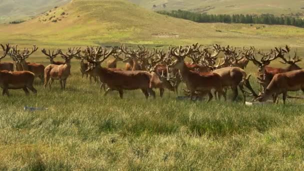 Red Deer Patagonia Argentina — Stock Video