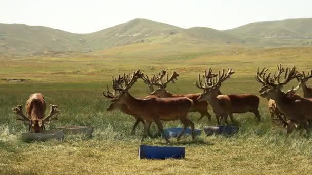 アルゼンチンのパタゴニアの赤い鹿 — ストック動画