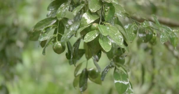 Brezilya Mevsimlik Şiddetli Yağmur Yeşil Limonlu Bir Limon Ağacına Yağıyor — Stok video