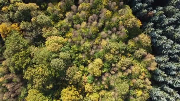 Podzim Nad Listnatým Lesem Dánsku — Stock video