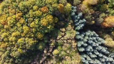 Danimarka 'da yaprak döken ormanın üzerinde sonbahar