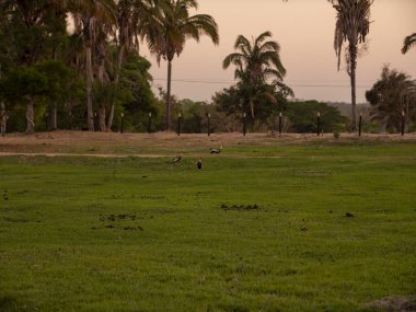 Brezilya kırsalındaki bir çiftlikte göletin etrafında gün batımı