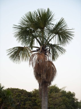 Papağanlar Brezilya 'da gün batımında bir buriti palmiyesinde sosyal bir toplantı yapıyorlar.