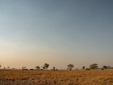 İnekler Brezilya 'da kurumuş bir bozkırda otluyorlar.