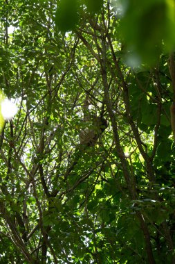 Brezilya 'daki Atlantik Ormanı' nın tepesinde tembellik