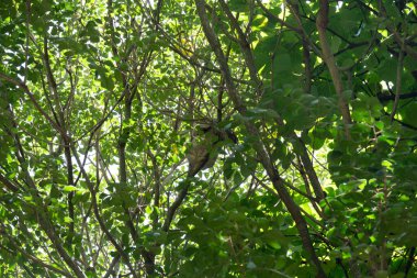 Brezilya 'daki Atlantik Ormanı' nın tepesinde tembellik