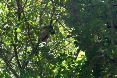Brezilya 'daki Atlantik Ormanı' nın tepesinde tembellik