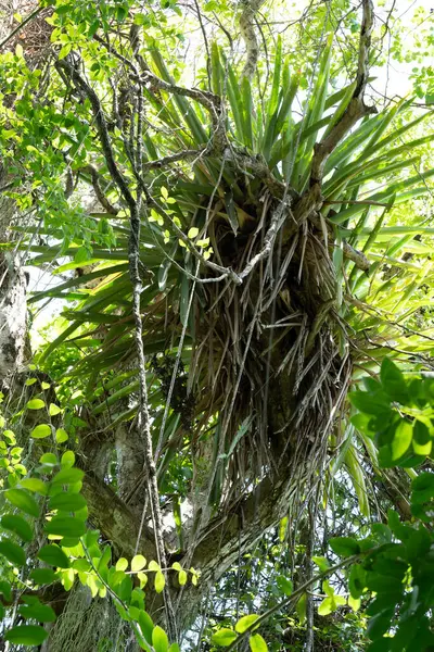 Brezilya 'daki Atlantik Ormanı' nda bir phorofhyte üzerine bromeliad