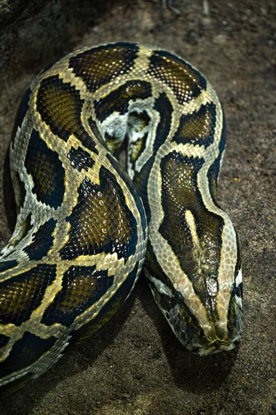 Python bivittatus, kafasında ve derisinde yakın çekim var.