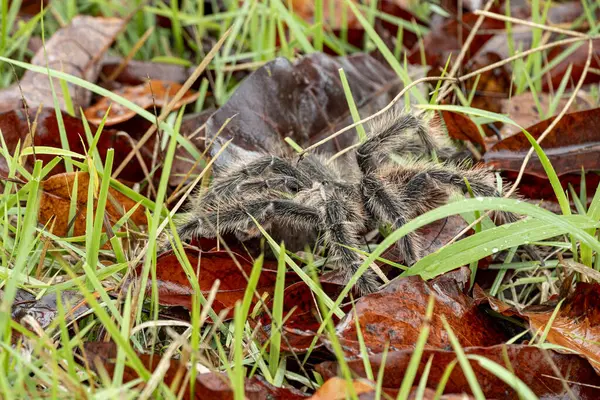在巴西东北部农场拍摄的巴西Tarantula或Theraphosidae — 图库照片