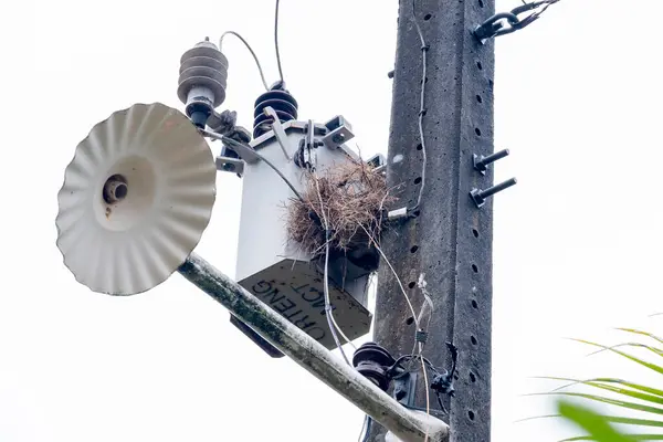 Birkaç kuş yuvalarını Brezilya 'daki bir elektrik tesisatına kurmuşlar.