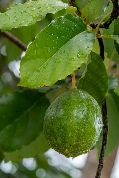 Bunlar Brezilya 'da karşılaştığınız normal büyüklükteki meyvelerle karşılaştırıldığında nispeten küçük avokado meyveleri.