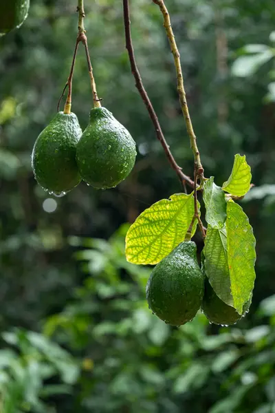 These are relatively small avocado fruits, compared to the normal size fruit you encounter in Brazil