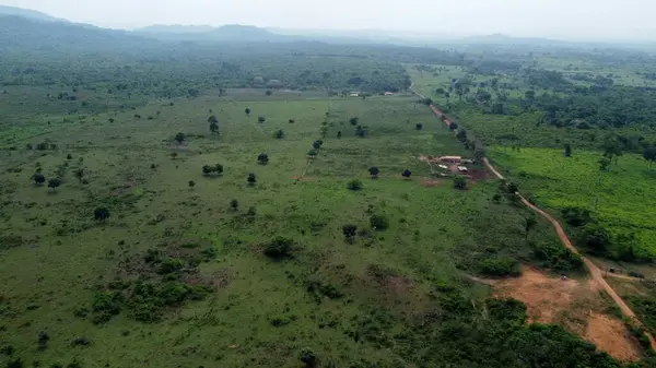 Yağmur ormanlarının kıyısında, sığır çiftlikleriyle sınırlıdır.