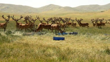 Herd of red deer on a deer farm in Patagonia in Argentina clipart